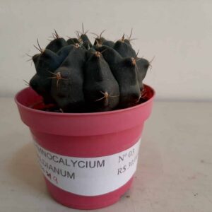GYMNOCALYCIUM BALDIANUM Nº 03 – vaso 09