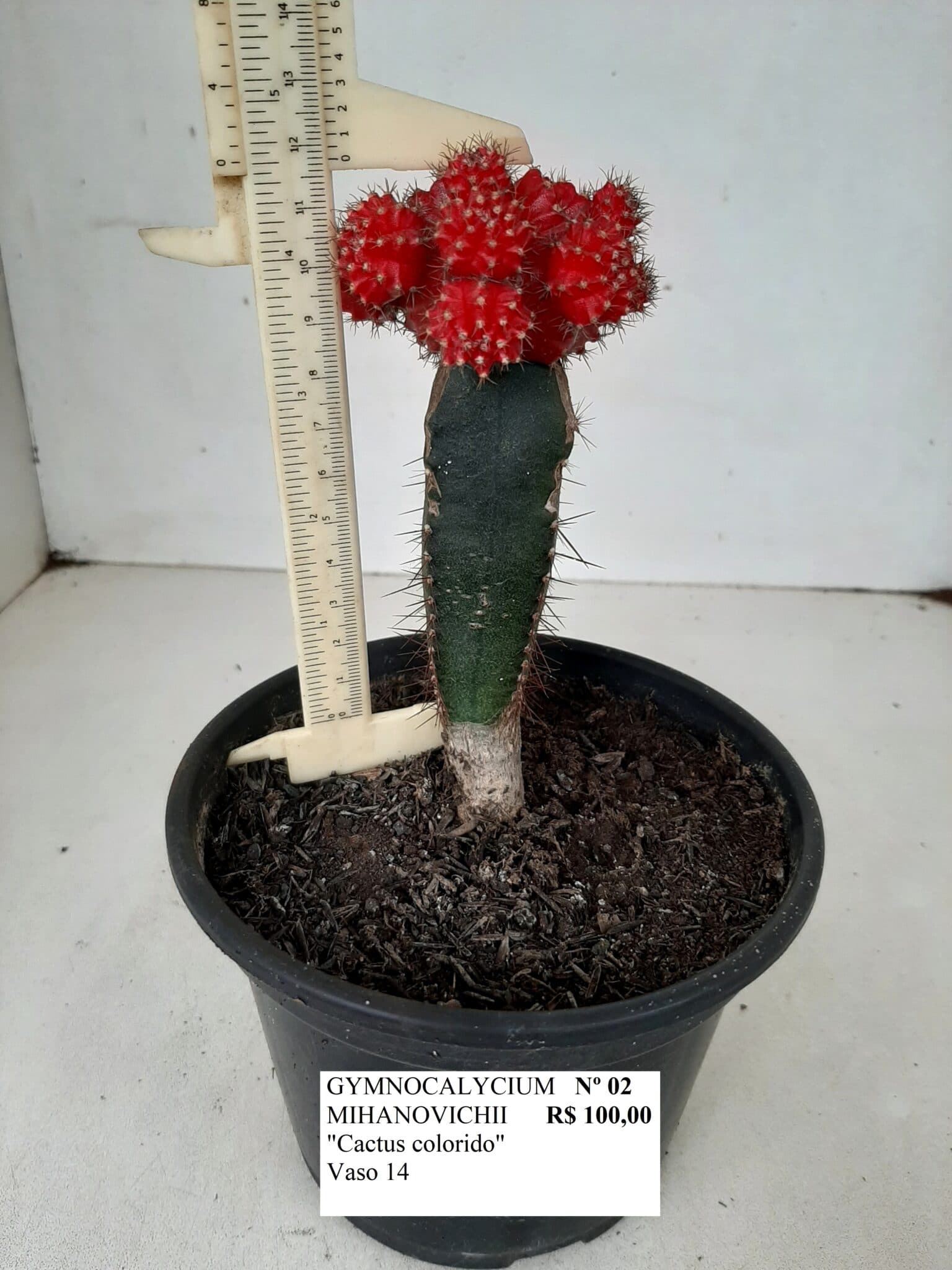 GYMNOCALYCIUM MIHANOVICHII Nº 02 “vermelha” – Cactos colorido – Vaso 14 –  Adenium Rosa do Deserto – Luis Michelon