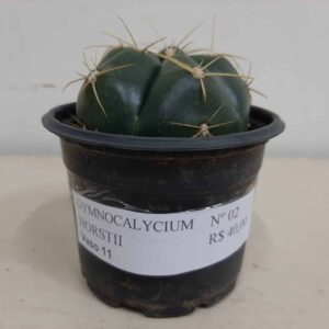 GYMNOCALYCIUM HORSTII Nº 02 – vaso 11