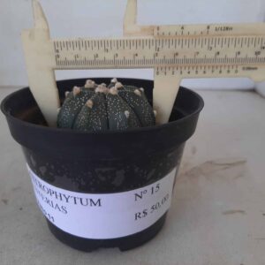 ASTROPHYTUM ASTERIAS Nº 15 – vaso 11