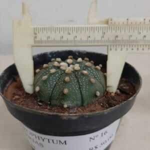 ASTROPHYTUM ASTERIAS Nº 16 – vaso 11