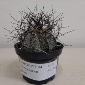 ASTROPHYTUM CAPRICÓRNIO Nº 13 – vaso 11