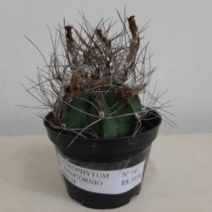 ASTROPHYTUM CAPRICÓRNIO Nº 14 – vaso 11