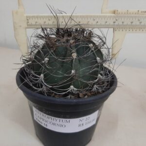 ASTROPHYTUM CAPRICÓRNIO Nº 22 – vaso 15