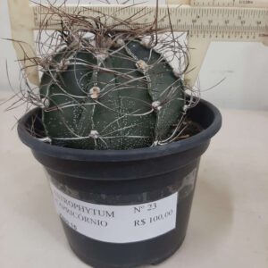 ASTROPHYTUM CAPRICÓRNIO Nº 23 – vaso 15