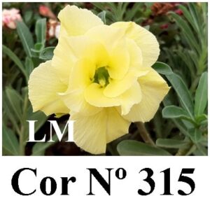 ENXERTO 7726 – 22cm (cor LM 315)