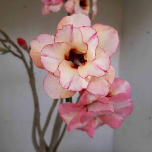 Planta Dobrada 1291 – 50cm – 03 anos
