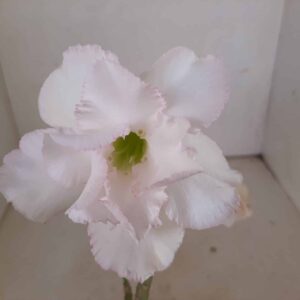 Planta Dobrada 1292 – 40cm – 03 anos