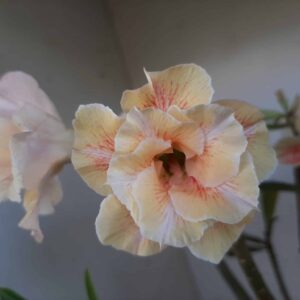 Planta Dobrada 1295 – 40cm – 04 anos