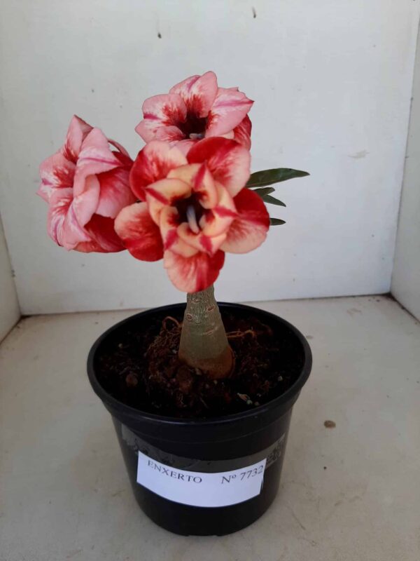ENXERTO 7732 – 20cm (cor LM 414) - Imagem 2