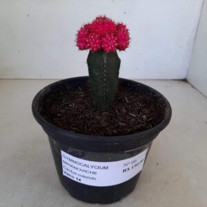 GYMNOCALYCIUM MIHANOVICHII Nº 06 “rosa” – Cactus colorido – Vaso 14