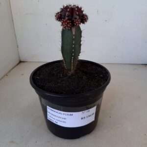 GYMNOCALYCIUM MIHANOVICHII Nº 08 “vermelho importado” – Cactus colorido – Vaso 14