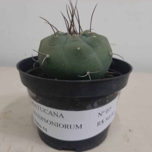 MATUCANA MADISONIORUM Nº 07 – vaso 11