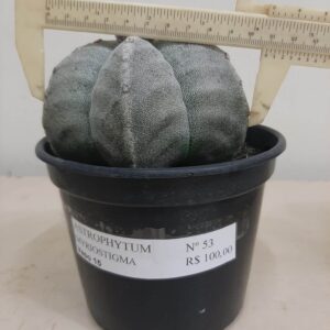 ASTROPHYTUM MYRIOSTIGMA Nº 53 – vaso 15
