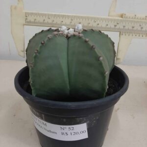 ASTROPHYTUM MYRIOSTIGMA Nudum Nº 52 – vaso 15