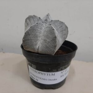 ASTROPHYTUM MYRIOSTIGMA Onzuka Nº 13 – vaso 11