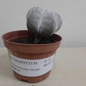 ASTROPHYTUM MYRIOSTIGMA Onzuka Nº 15 – vaso 11