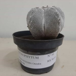 ASTROPHYTUM MYRIOSTIGMA Onzuka Nº 16 – vaso 11