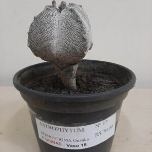 ASTROPHYTUM MYRIOSTIGMA Onzuka Nº 17 – 4 QUINAS – vaso 15