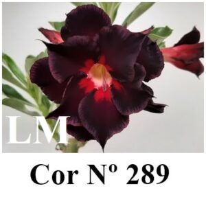 ENXERTO 7888 – 20cm (cor LM 289)
