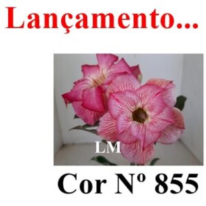 ENXERTO 7872 – 20cm (cor LM 855)