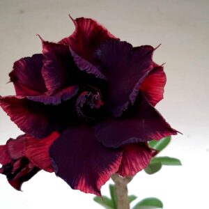 Planta Dobrada 1292 – 40cm – 03 anos