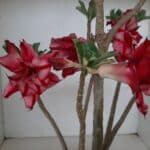 Planta Dobrada 1295 – 45cm – 04 anos