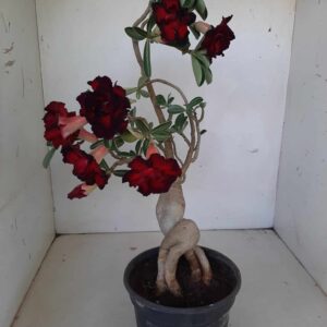 Planta Dobrada 1298 – 40cm – 03 anos
