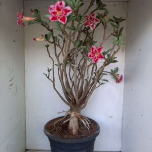 Planta Dobrada 1301 – 55cm – 05 anos