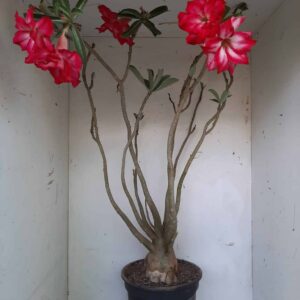 Planta Dobrada 1302 – 70cm – 06 anos