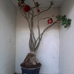 Planta Dobrada 1307 – 70cm – 06 anos