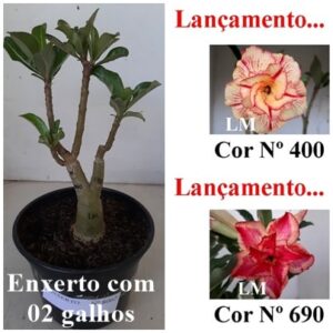 ENXERTO 8062 – 20cm (cor LM 400 e LM 690)