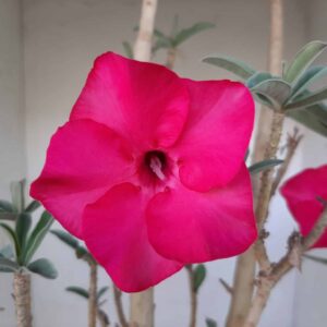 Planta Simples 1295 – 60cm – 5 anos