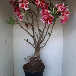 Planta Simples 1296 – 60cm – 5 anos