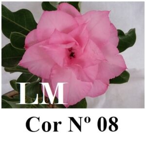 ENXERTO 8268 – 20cm (cor LM 08)