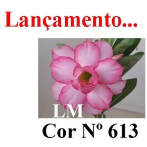 ENXERTO 8297 – 20cm (cor LM 613)