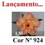 ENXERTO COR LM 924