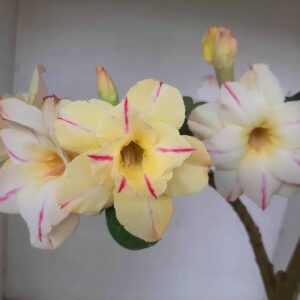 Planta Dobrada 1315 – 50cm – 03 anos