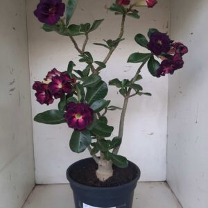 Planta Dobrada 1316 – 45cm – 04 anos