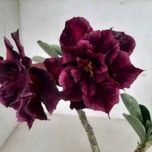Planta Dobrada 1319 – 40cm – 02 anos