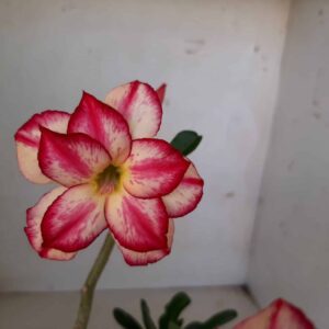 Planta Dobrada 1324 – 30cm – 02 anos