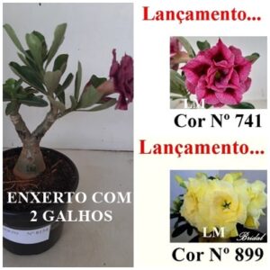 ENXERTO 8154 – 20cm (cor LM 741 e LM 899 - Bridal)