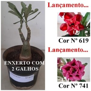 ENXERTO 8157 – 20cm (cor LM 619 e LM 741)