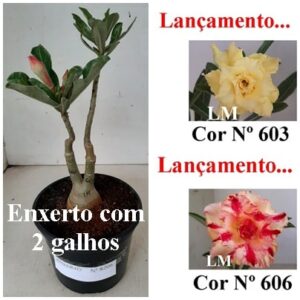 ENXERTO 8206 – 22cm (cor LM 603 e LM 606)
