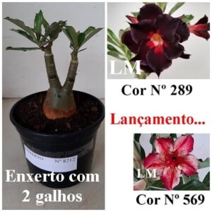 ENXERTO 8212 – 20cm (cor LM 289 e LM 569)