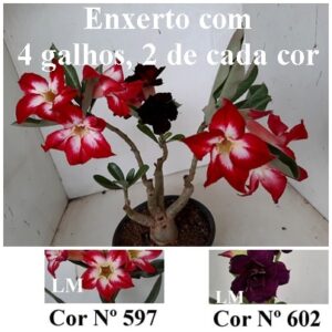 ENXERTO 8225 – 30cm (cor LM 597 e LM 602)