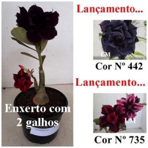 ENXERTO 8228 – 22cm (cor LM 442 e LM 735)