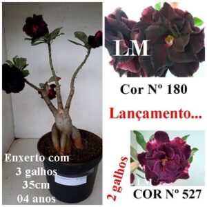 ENXERTO 8264 – 35cm (cor LM 180 e LM 527)