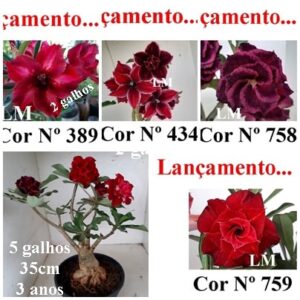ENXERTO 8270 – 35cm (cor LM 389, LM 434, LM 758 e LM 759)
