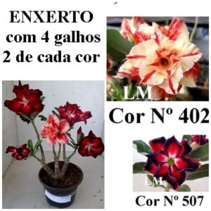 ENXERTO 8284 – 25cm (cor LM 402 e LM 507)